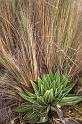 RWT 0200 216-22 Kenya Groundsel